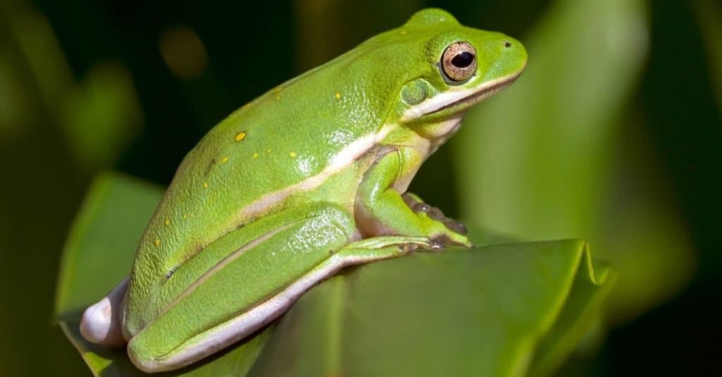 Cosa mangiano le raganelle verdi?  - Raganella verde americana seduta su un albero