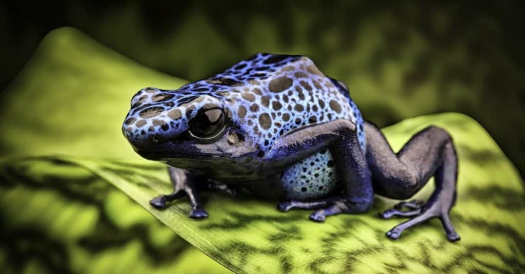 Rana velenosa blu, Dendrobates Azureus