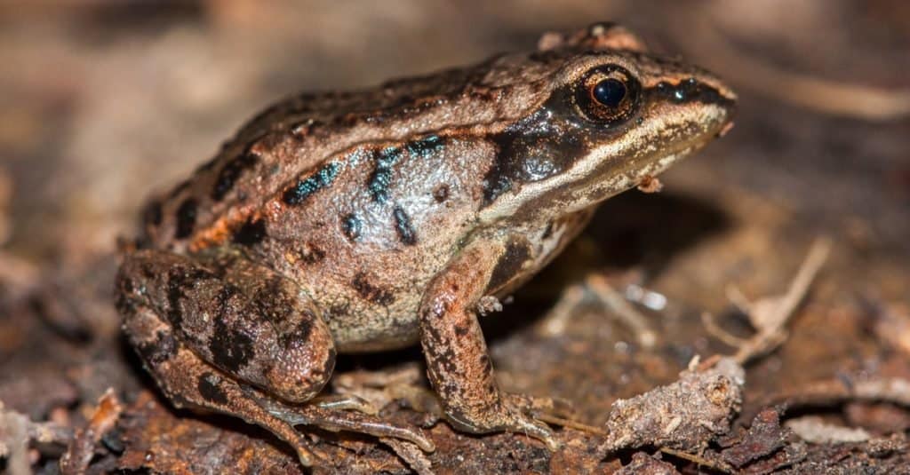 Fatti sugli animali: rane di legno