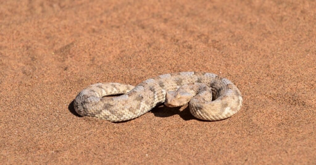 sidewinder che striscia nella sabbia