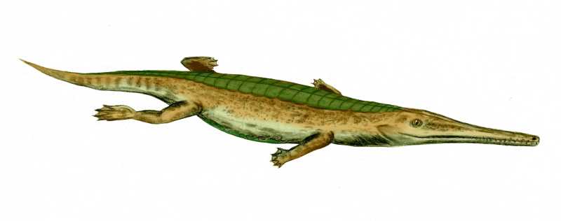 Talattosuchia