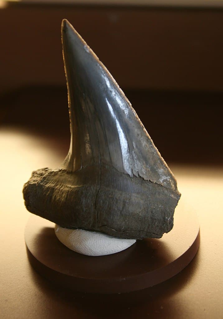 Cretoxyrhina mantelli