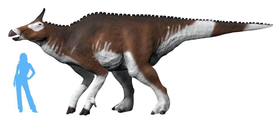 Il dinosauro di stato della California è Augustynolophus morrisi