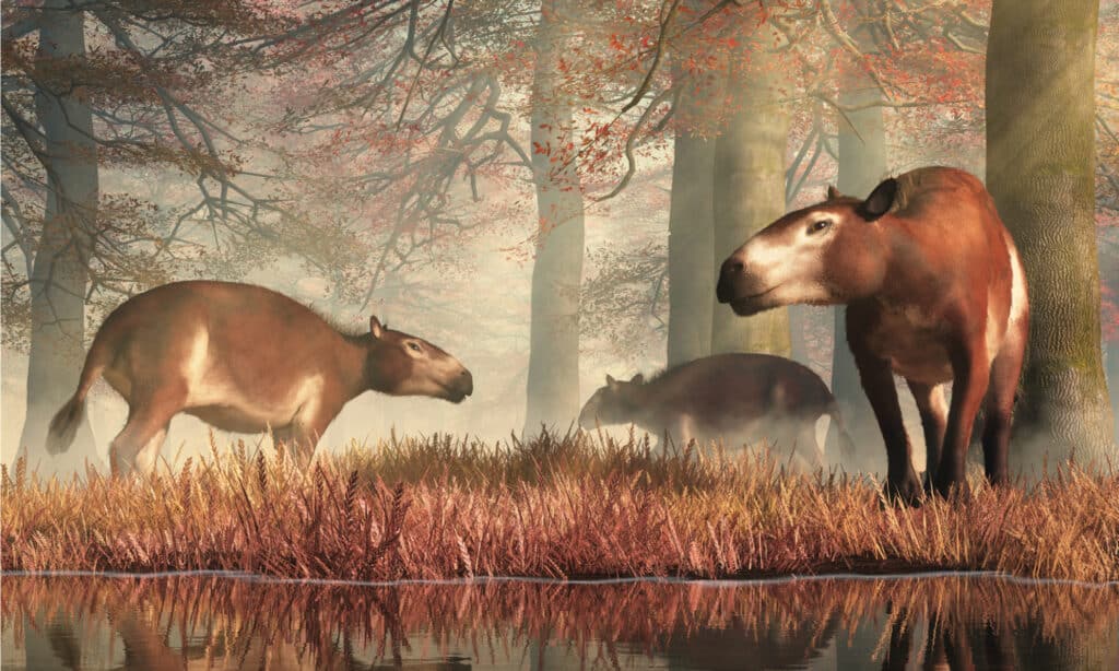 Questi sono Eohippus, o "cavallo dell