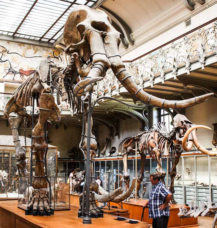 Archidiskodon Mammuthus meridionalus