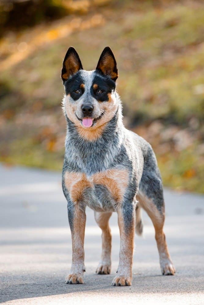 Bovaro australiano