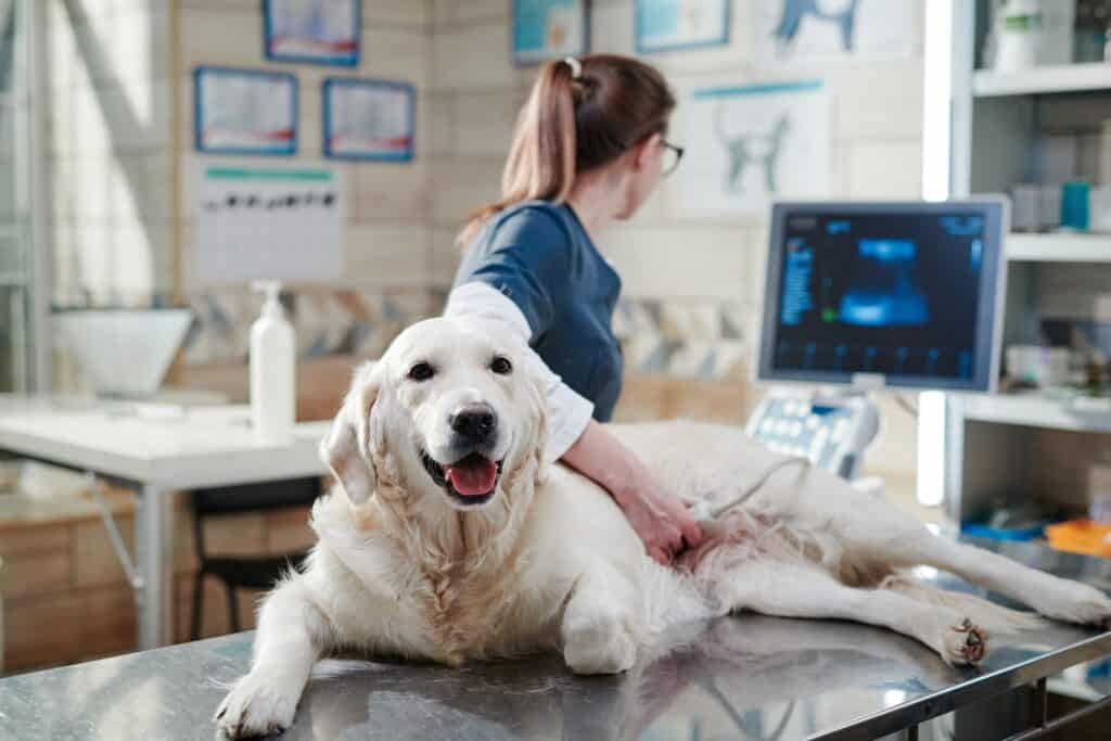 ecografia del cane