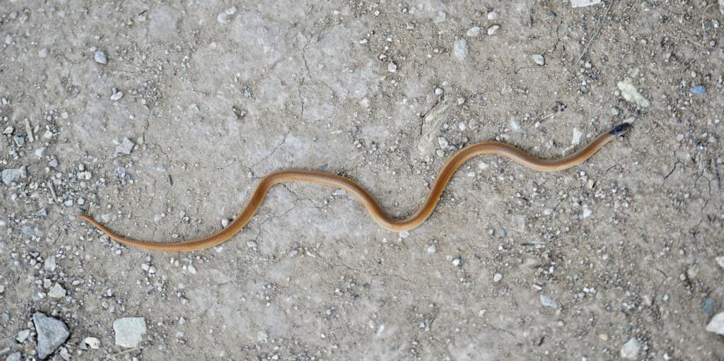 Serpente dalla testa nera delle pianure (Tantilla nigriceps)