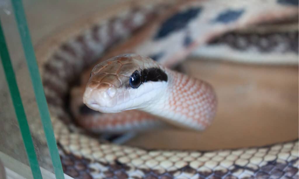 Vista ravvicinata di un biacco di bellezza in cattività.  È una specie di serpente lunga, sottile e semi-arborea.