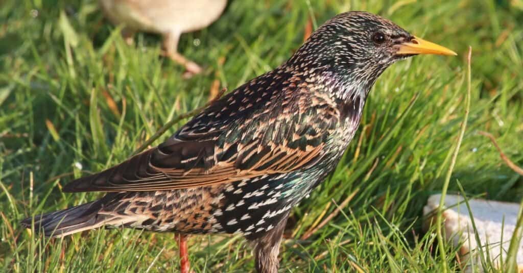 Uccelli che si nutrono di vespe: Storno comune