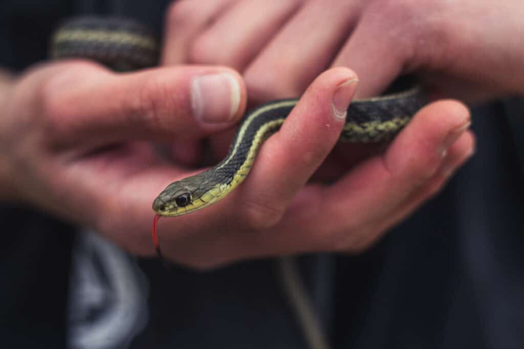 serpente giarrettiera