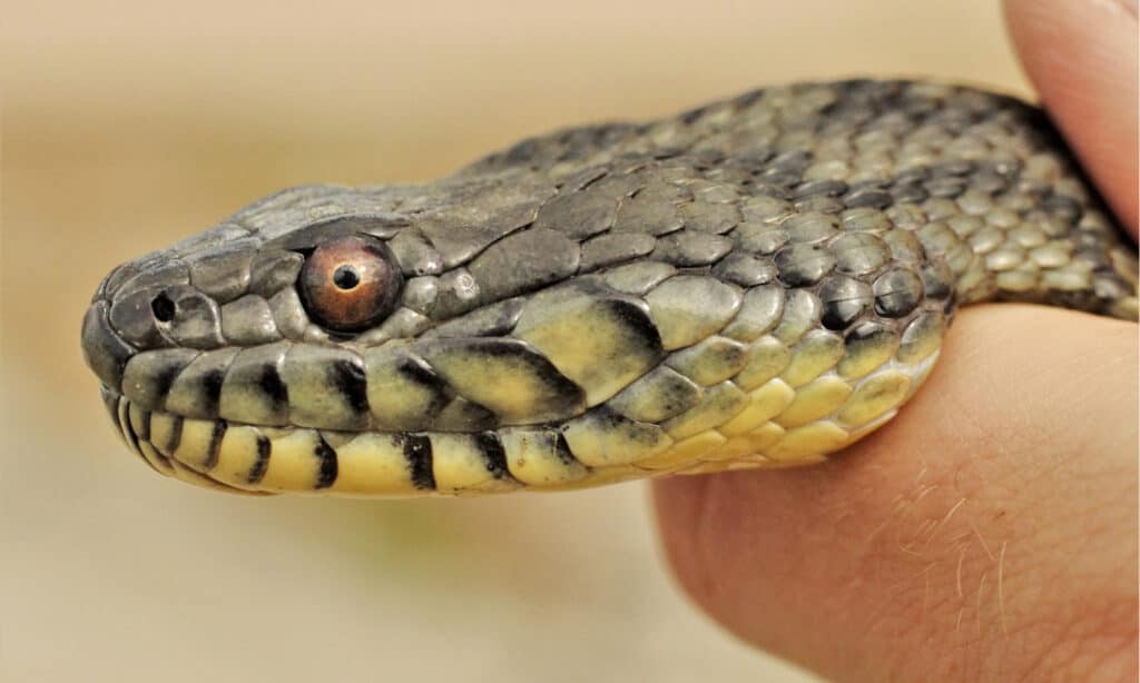 Serpente d'acqua Diamondback