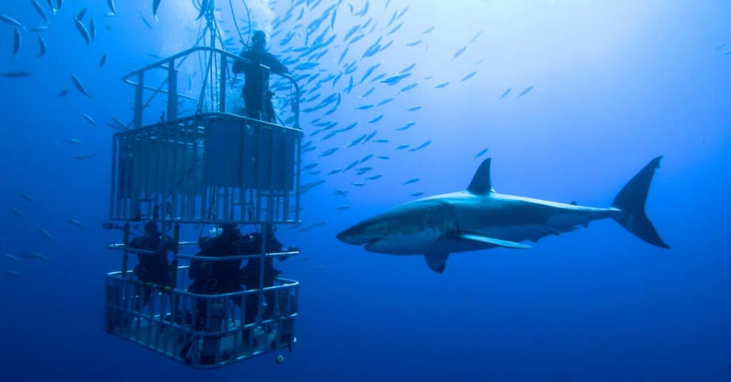 Cage Diving con un grande squalo bianco