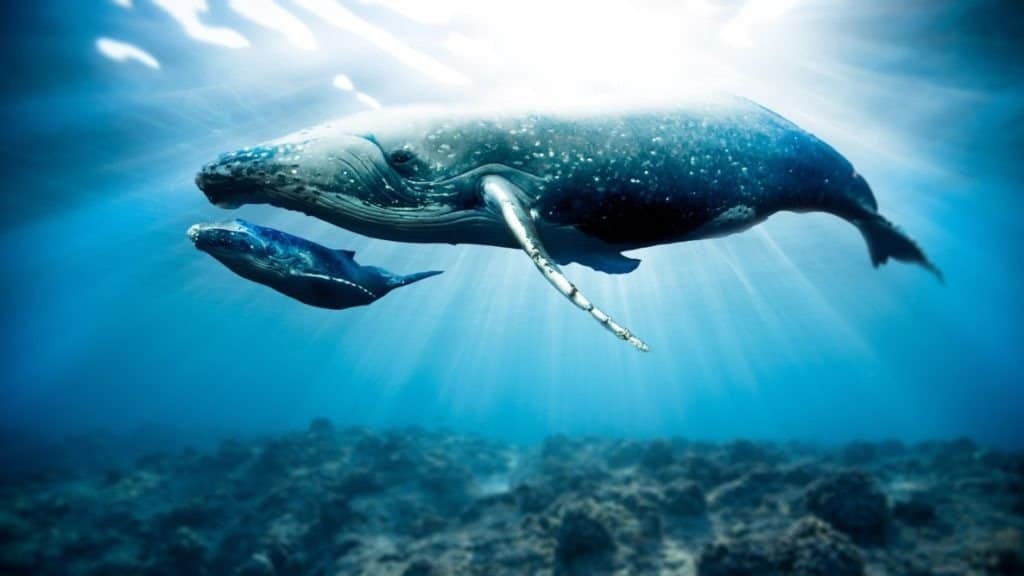La megattera e il cucciolo di balenottera nuotano insieme