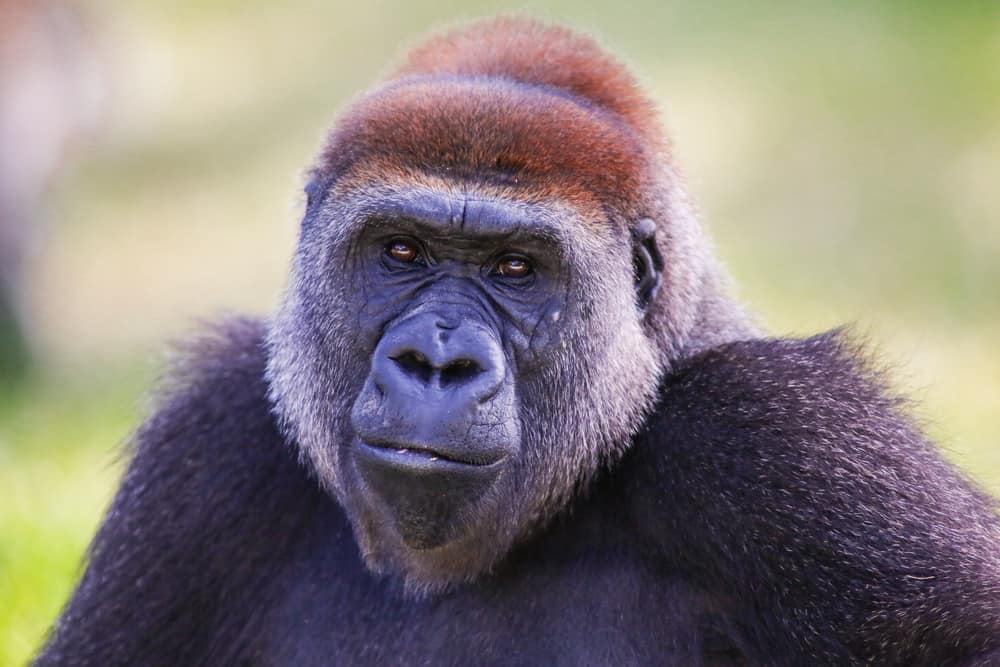 animali ritenuti estinti che sono stati trovati vivi