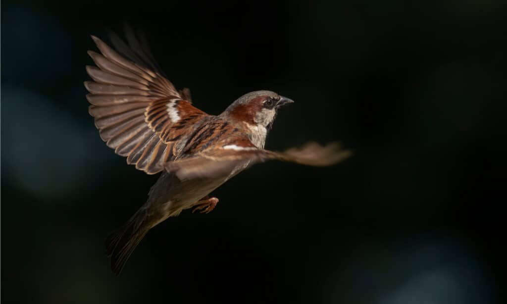 passero domestico