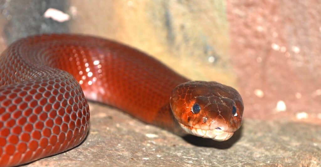 Il cobra sputatore rosso (Naja pallida) un pericoloso serpente capace di sputare veleno negli occhi delle sue vittime.  I cobra sputatori rossi si distinguono dagli altri serpenti all'interno del genere Naja per l'unica, spessa fascia scura attorno al collo e alla gola.