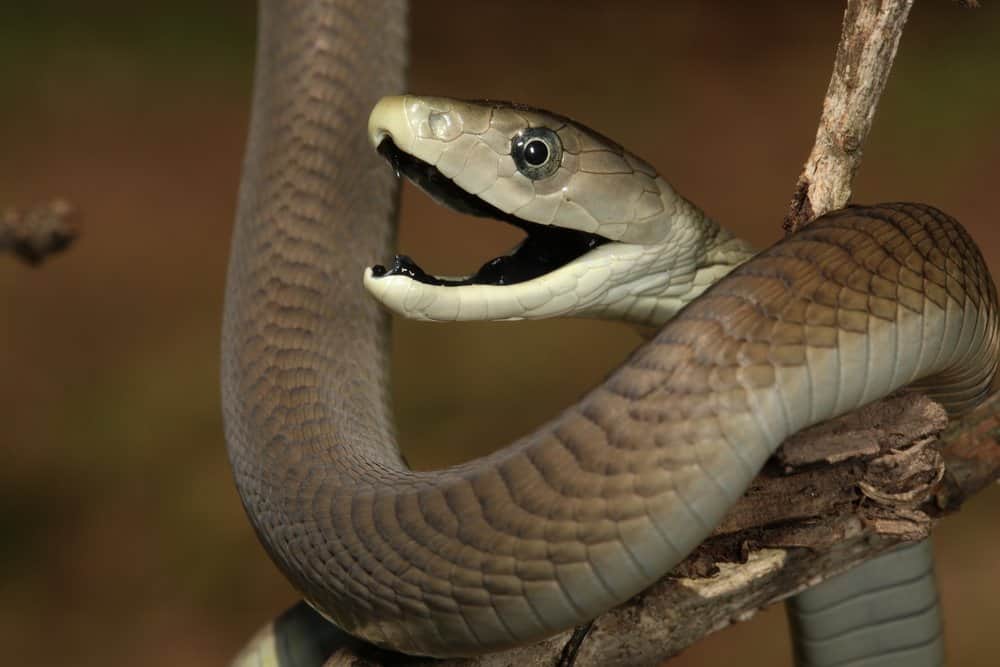 Black Mamba (Dendroaspis polylepis) animale più duro per tossicità - animale più tossico sulla terra