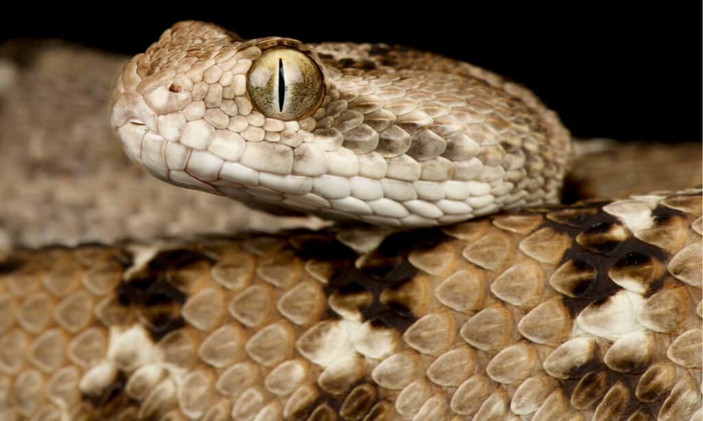 Ehi!  10 serpenti con veleno carnivoro (citotossico).