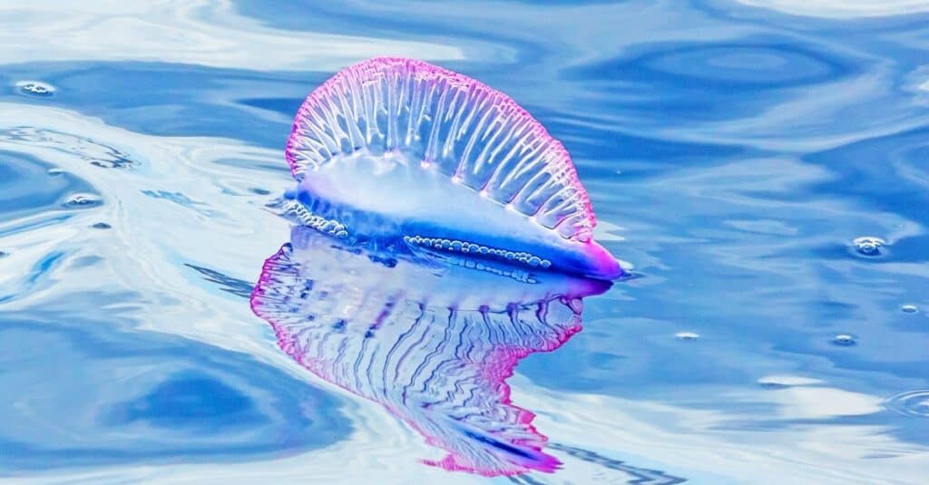 Il portoghese Man O' War - Physalia physalis - sulla superficie dell'Oceano Atlantico, Madeira.