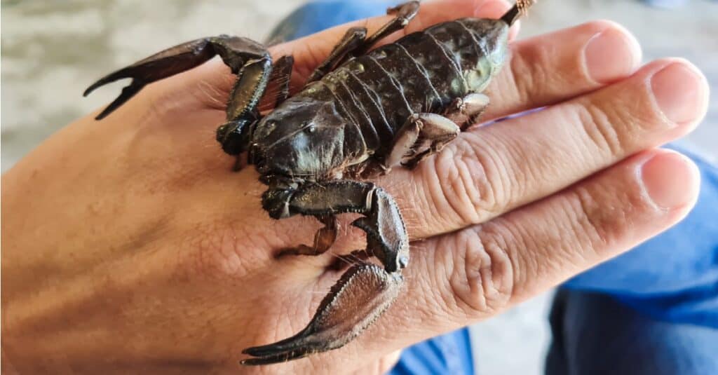 Gli scorpioni più grandi sono gli scorpioni rocciosi piatti 