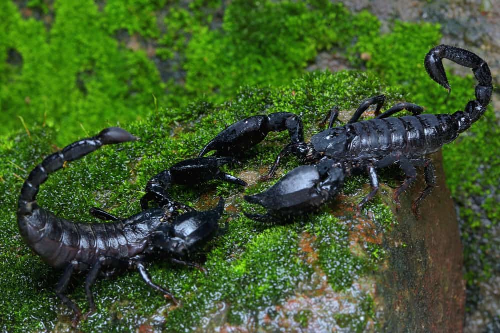 fatti incredibili dello scorpione