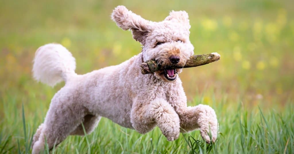 mini labradoodle bianco