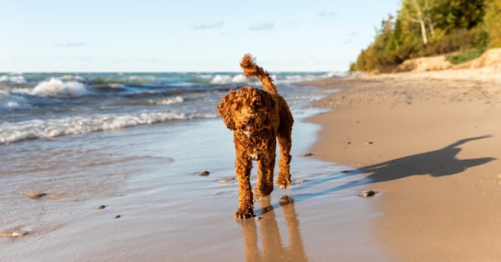 Labradoodle australiano vs Goldendoodle