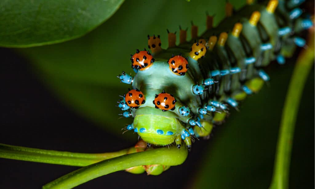 Il bruco della falena Cecropia si alimenta e mostra una colorazione di avvertimento distintiva su una pianta in una mostra di farfalle del Wisconsin.  Il corpo del bruco è pieno di setole.