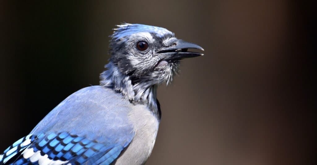 ghiandaia blu da vicino