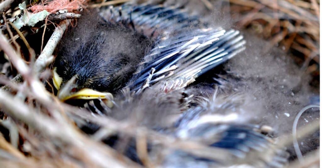 baby blue jay primo piano