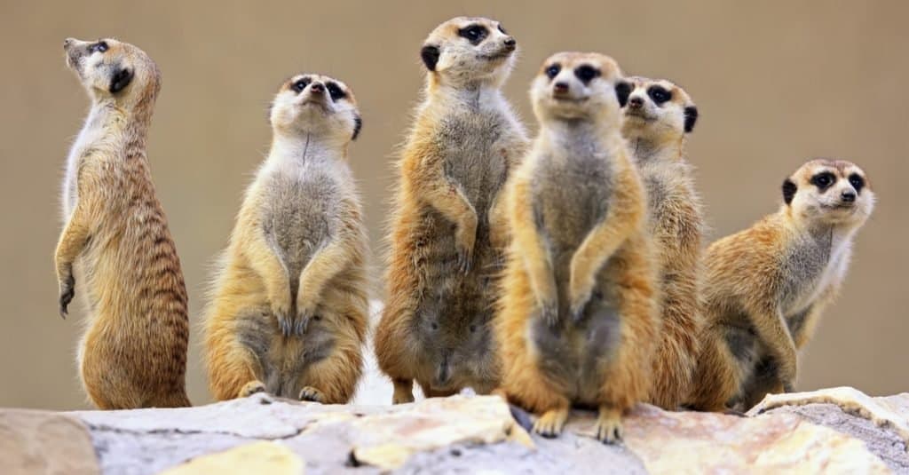 Animali più carini_ Meerkat