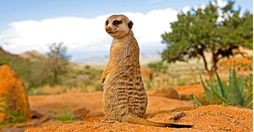 Predatori di struzzi