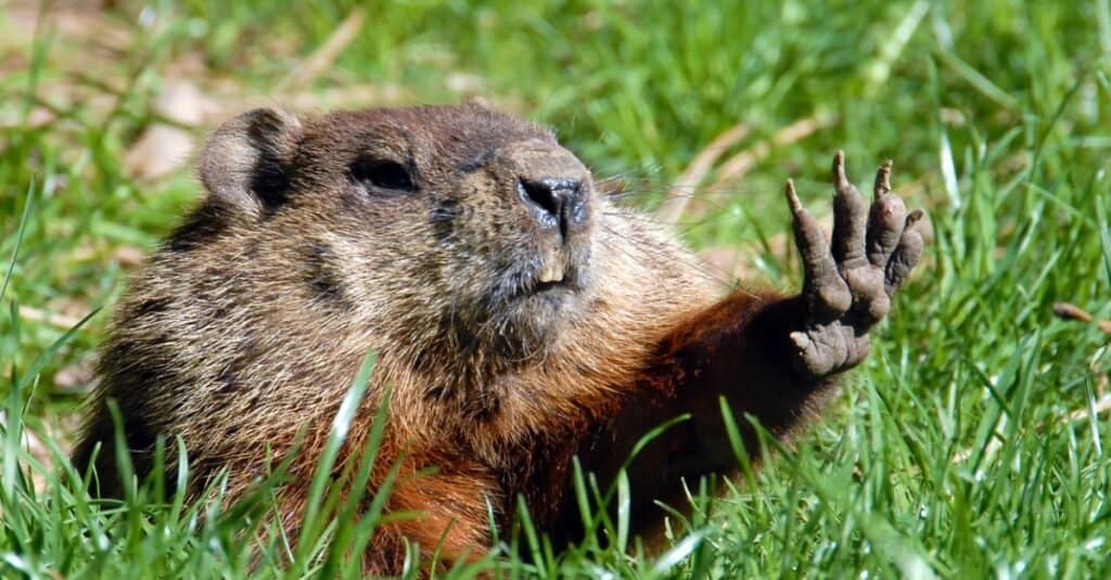 animali unici del Nord America: marmotta