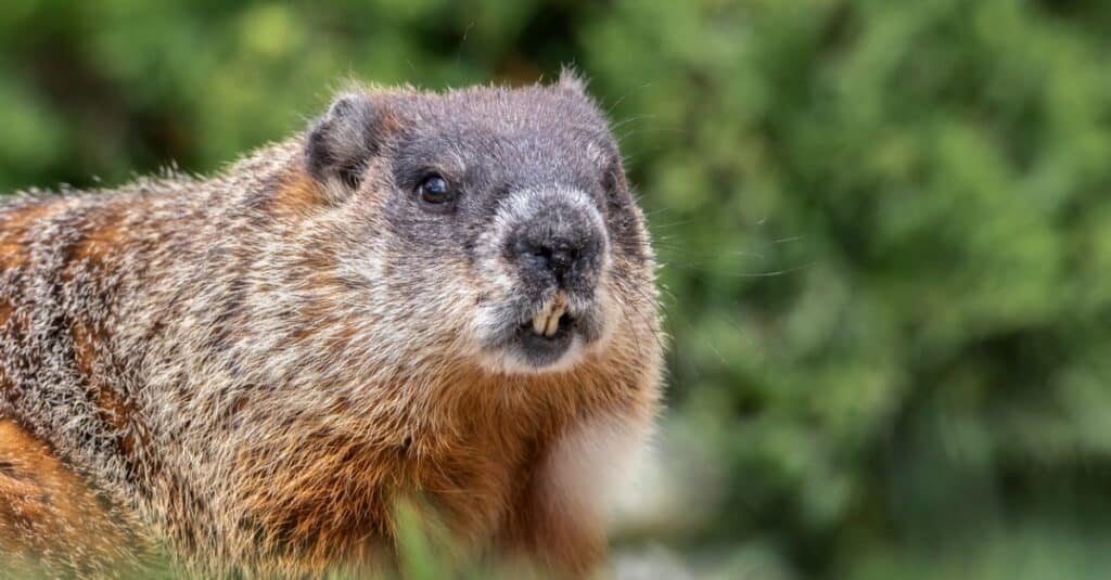 primo piano di una marmotta