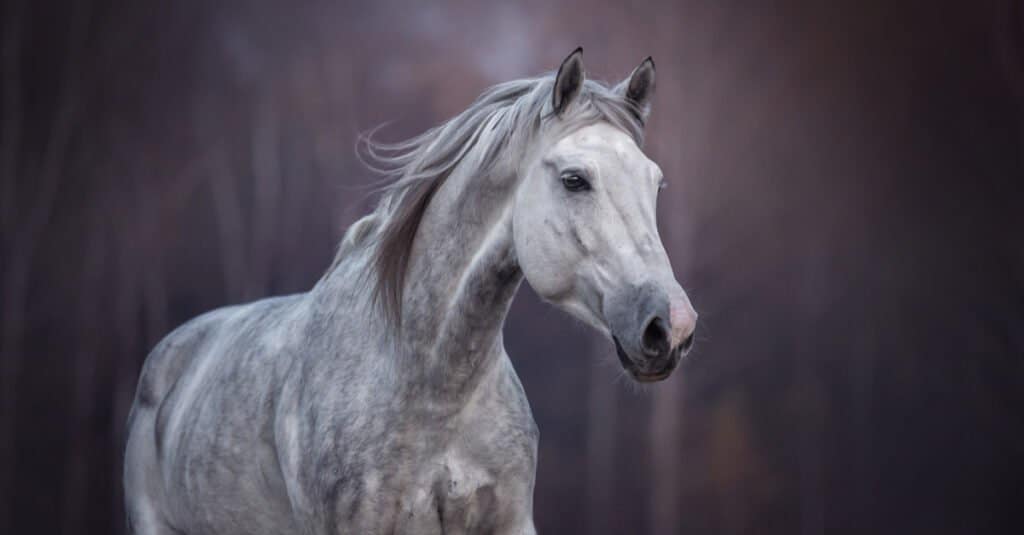 L'animale più bello è il cavallo arabo