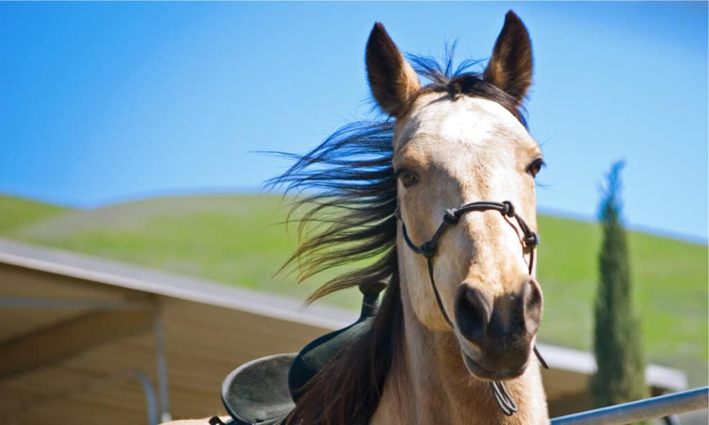 Tennessee Walker viene lanciato in un recinto rotondo con la sella.  Sono cavalli amichevoli e docili con tre tipi di andature.