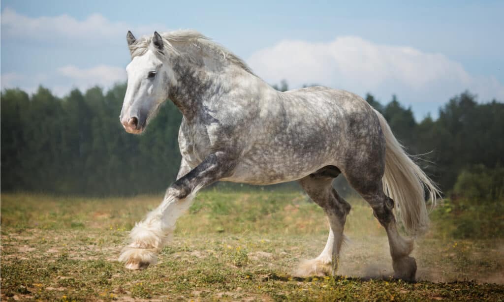 Shire cavallo nel campo