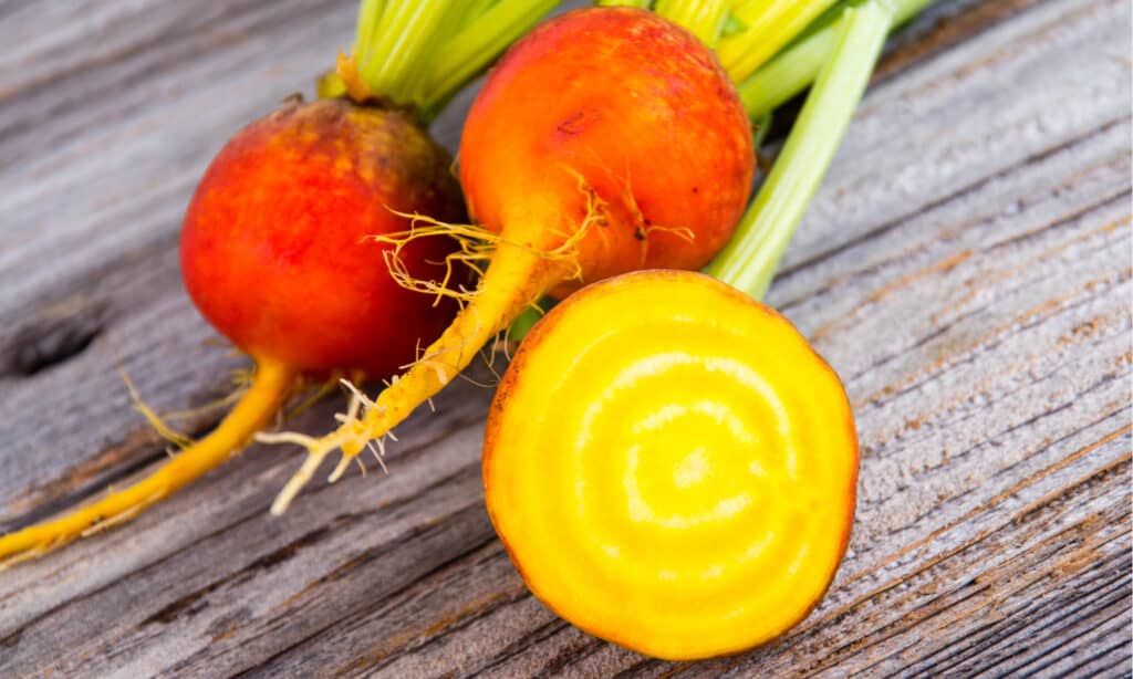 barbabietola dorata vs barbabietola rossa