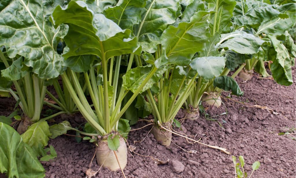 zucchero di barbabietola vs zucchero di canna