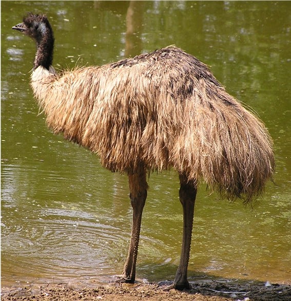 Emu che beve a una diga