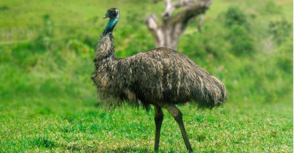Emu uccello nazionale non ufficiale dell'Australia