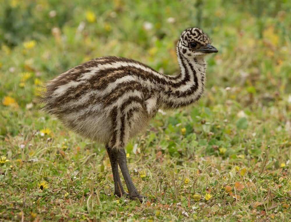 Uem ​​australiano pulcino (Dromaius novaehollandiae) in piedi sull'erba.