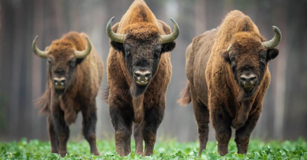 Bisonte Europeo