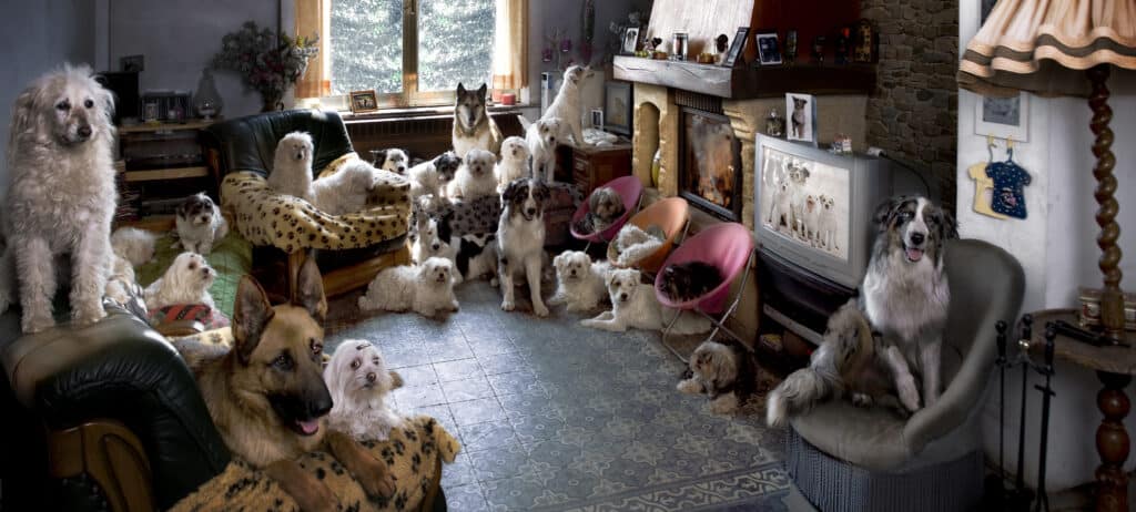 cani in casa