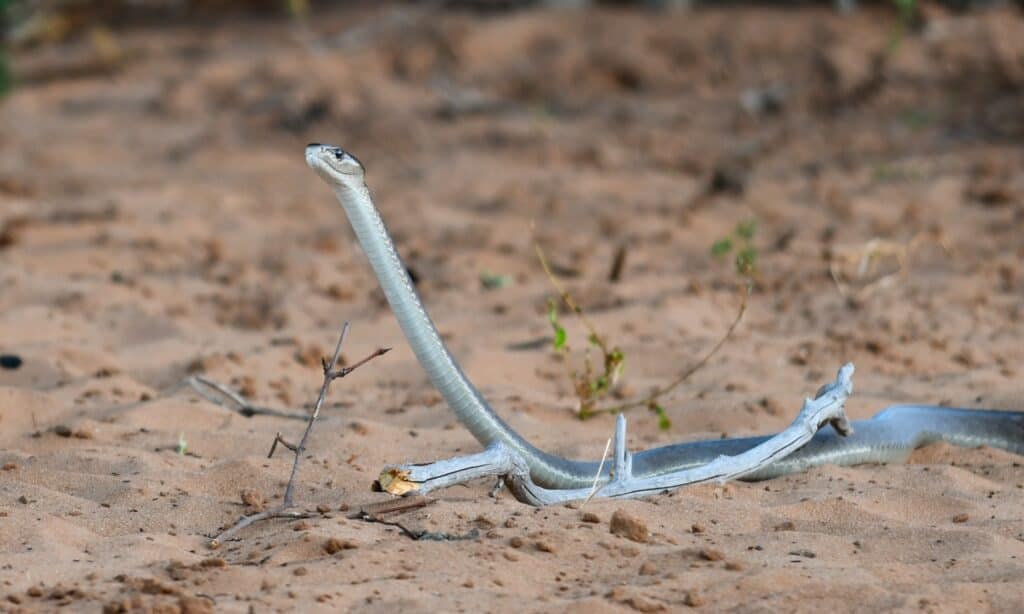 Mamba nero sulla sabbia