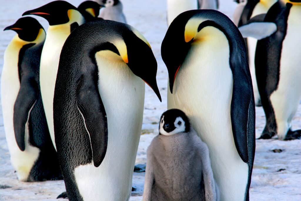 Pinguino imperatore, pinguino, Antartide, calotta glaciale, uccello