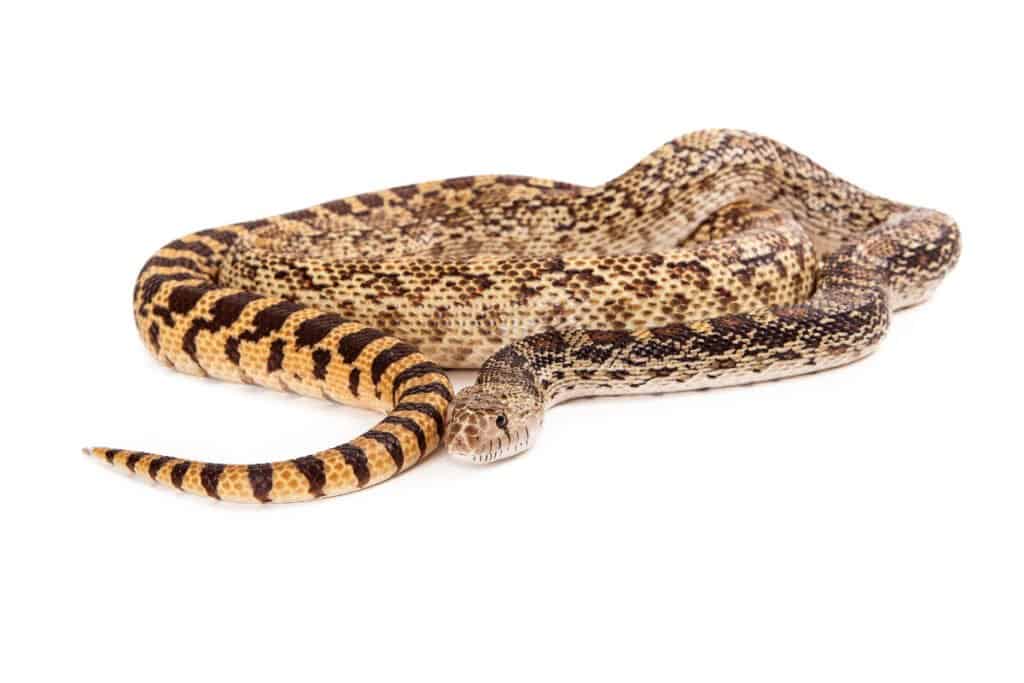 Serpente toro vs serpente a sonagli