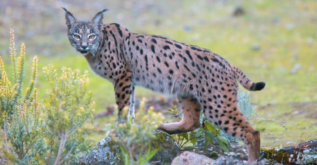 Tipi di gatti selvatici - Lince iberica