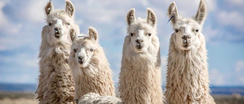 La Bolivia chiama